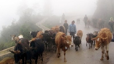 Extreme cold wave conditions have killed hundreds of cattle in the northern region in the first half of January (Photo: anninhthudo.vn)